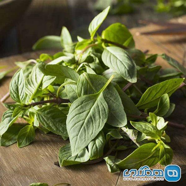 با خوردن ریحان ایست قلبی نمی کنید! با خوردن ریحان ایست قلبی نمی کنید!