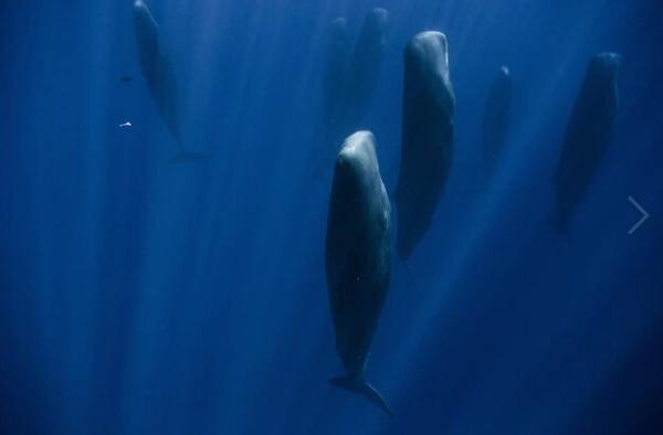 عکس ، تصویر خارق العاده از ایستاده خوابیدن نهنگ ها!