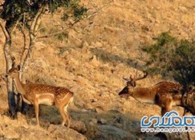 پارک ملی و منطقه حفاظت شده کرخه یکی از دیدنی های استان خوزستان به شمار می رود